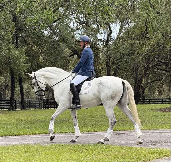 grey-apsl-mare