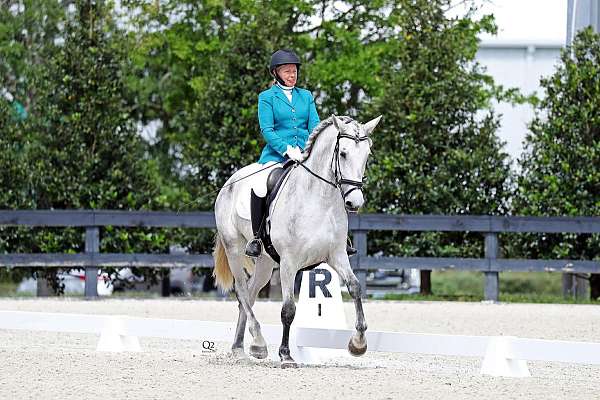 apsl-lusitano-mare