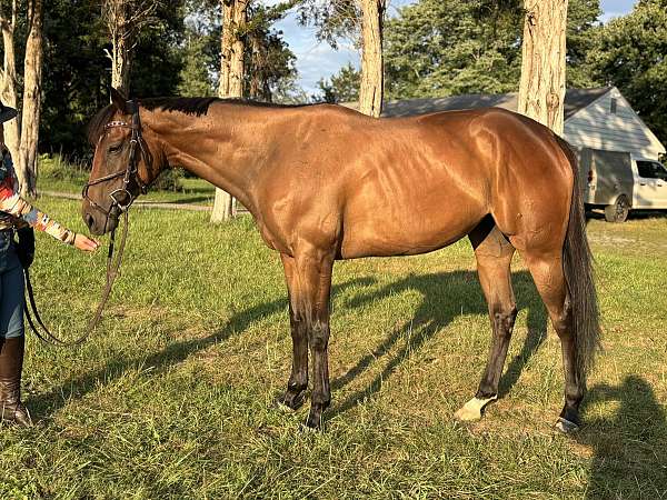 thoroughbred-mare