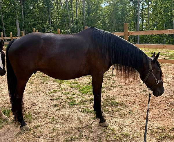 belgian-filly-mare