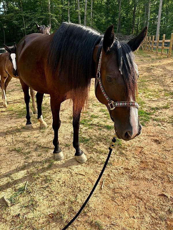 all-around-morgan-horse