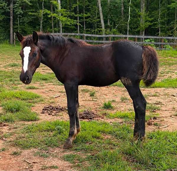 athletic-morgan-horse