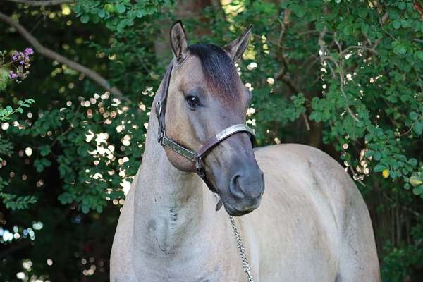 blue-grulla-barrel-horse