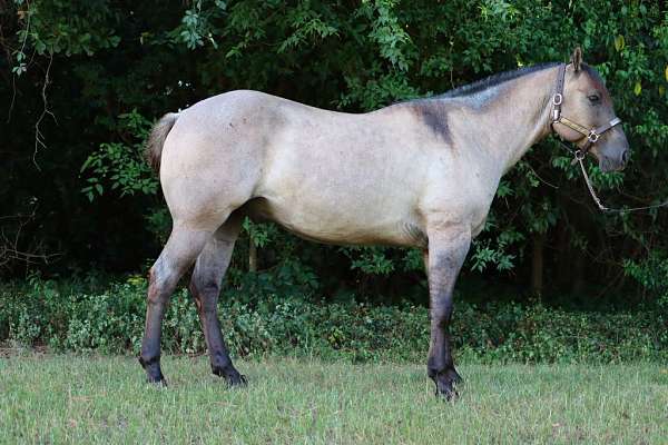 blue-grulla-barrel-racing-horse