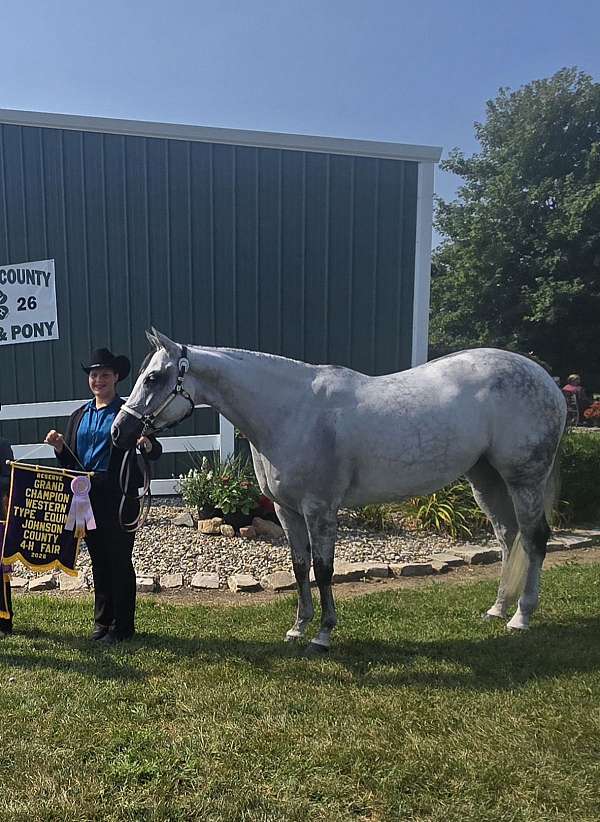 blue-boy-appendix-horse