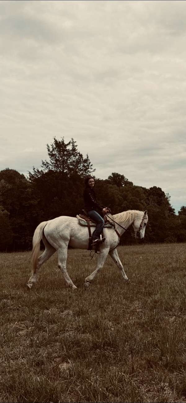 all-around-quarter-horse
