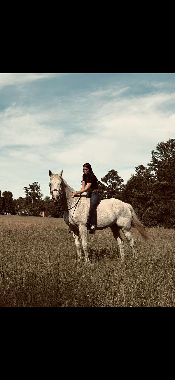 athletic-quarter-horse