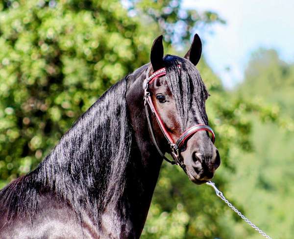 show-working-friesian-pony