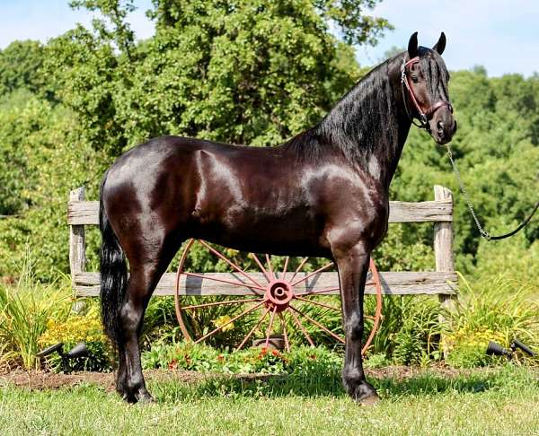 black-friesian-gelding