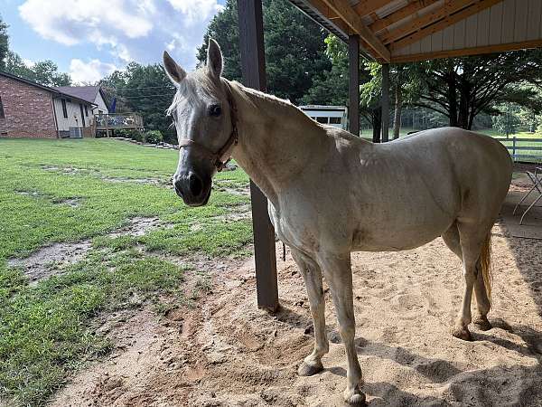missouri-fox-trotter-horse-for-sale