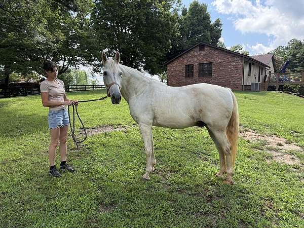 missouri-fox-trotter-gelding