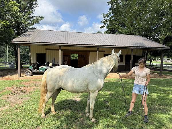 missouri-fox-trotter-horse