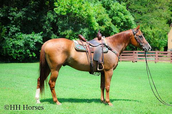 trail-class-co-gelding