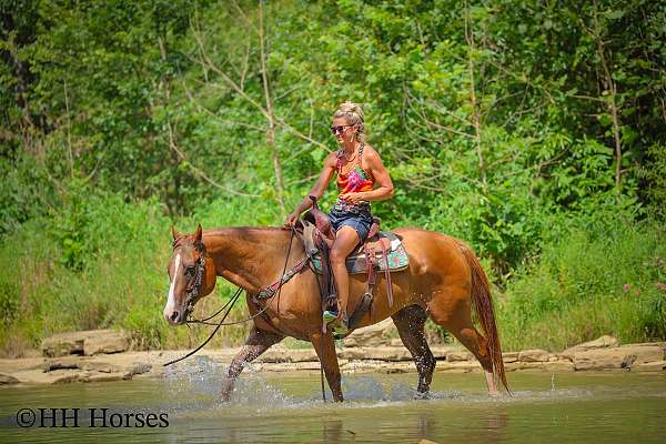 all-around-quarter-horse