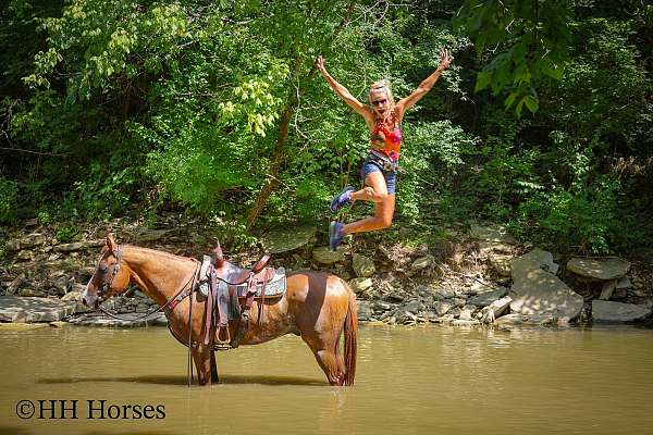 beginner-quarter-horse