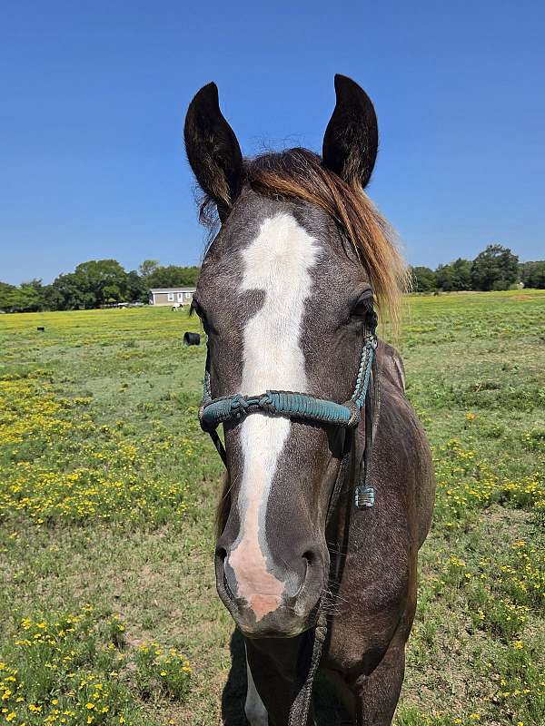 black-roan-hind-stocking-vlaze-horse