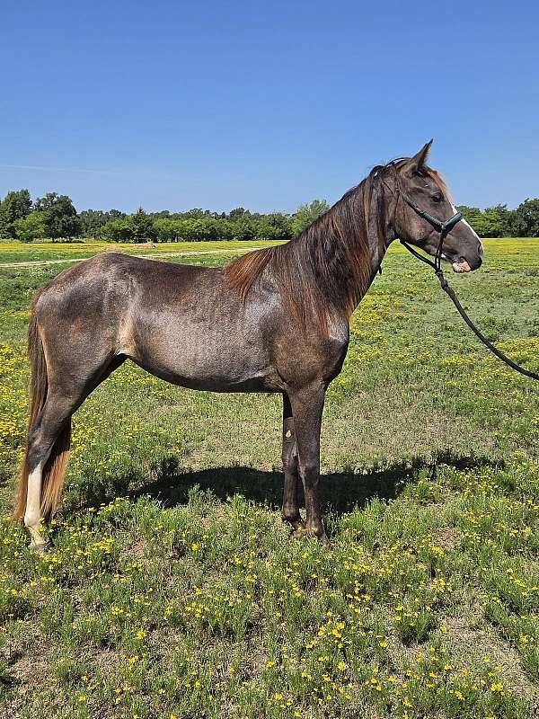 roan-hind-stocking-vlaze-horse