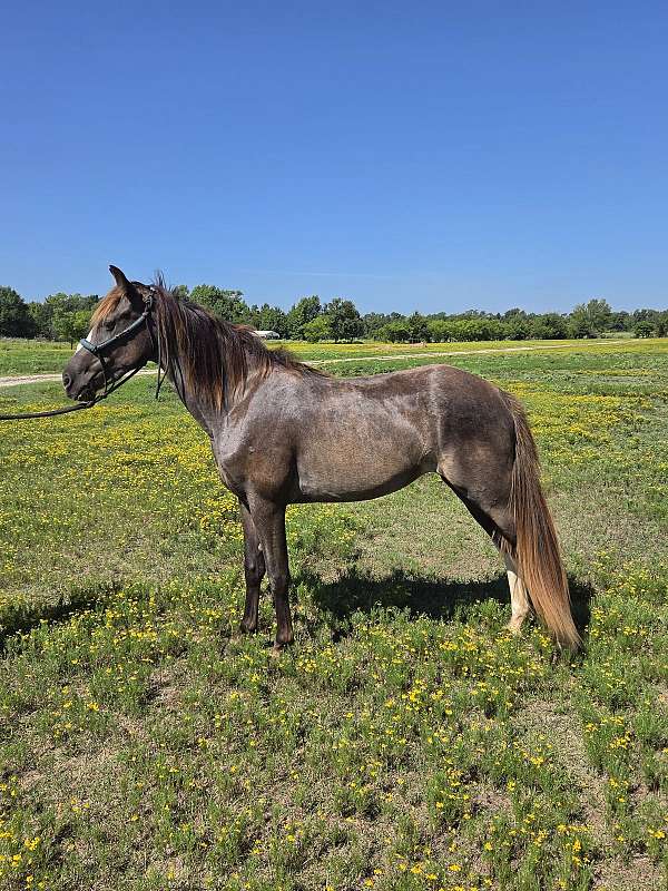 roan-hind-stocking-vlaze