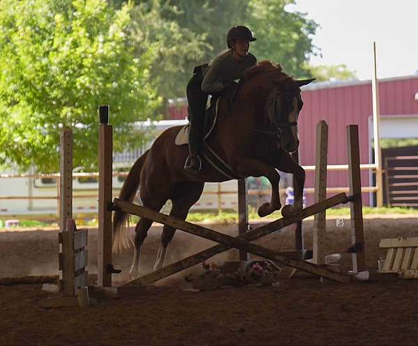 chestnut-working-equita-horse