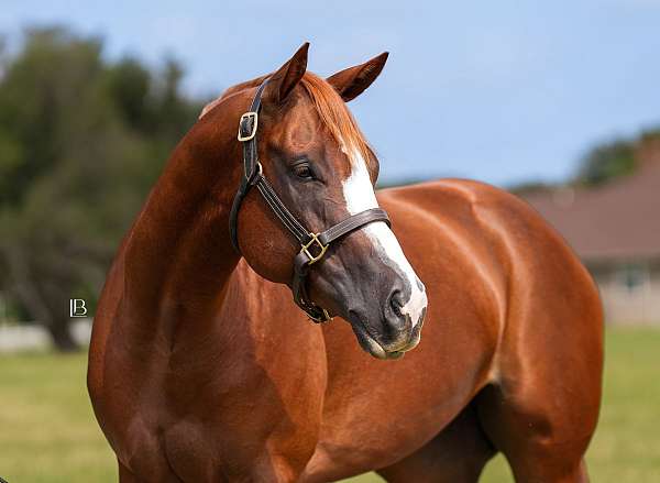 working-equita-paint-horse