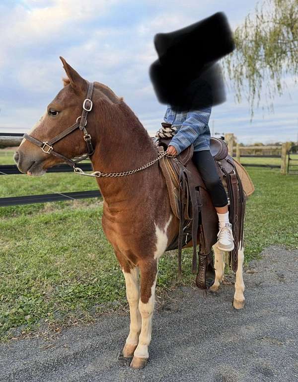 all-shots-paint-pony