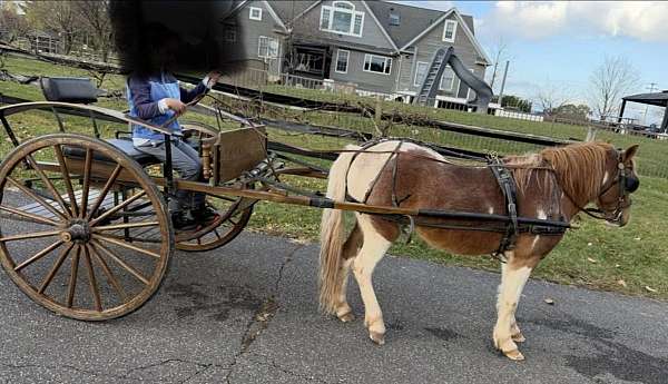 cart-paint-pony