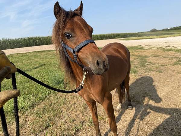 bay-amhr-aspc-filly-yearling