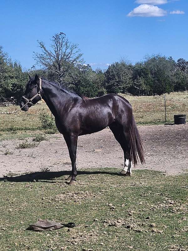 smoky-black-both-hind-socks-roan-in-flanks-horse
