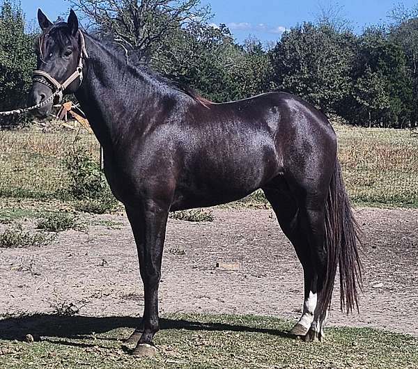 black-smoky-both-hind-socks-roan-in-flanks-horse