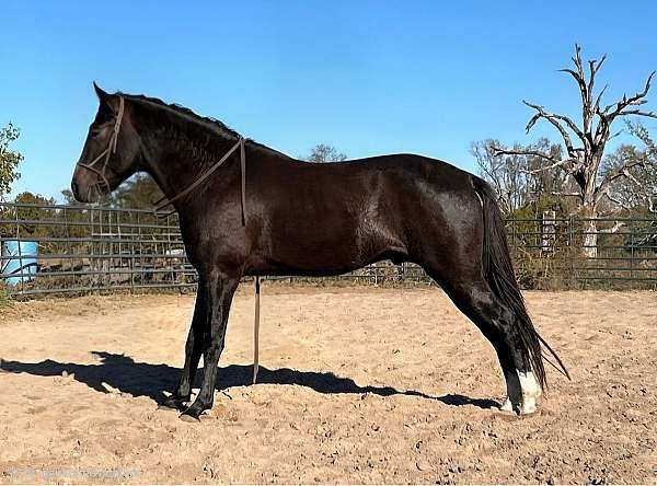 smoky-black-both-hind-socks-roan-in-flanks