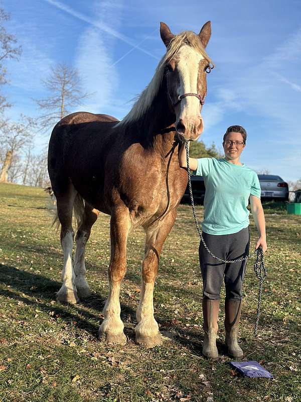 draft-working-belgian-horse