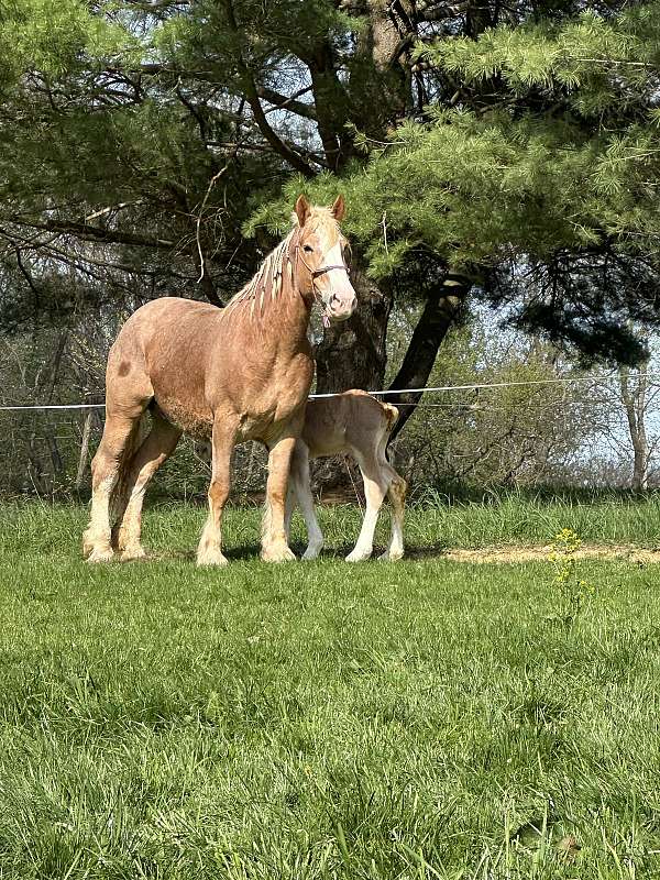draft-working-mare