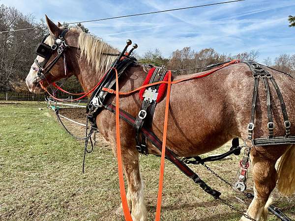 roan-draft-working-horse