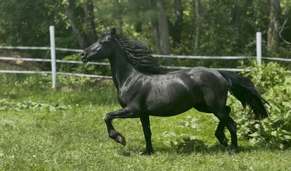 harness-sporthorse-colt