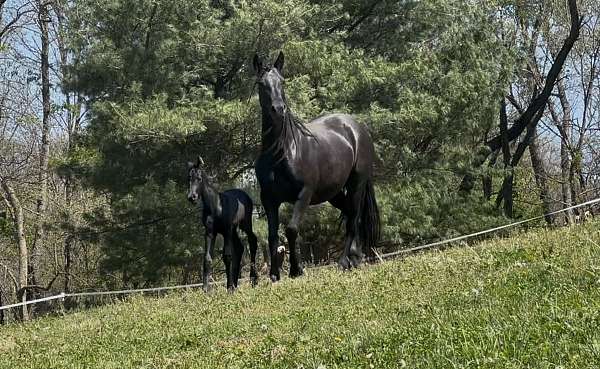 harness-sporthorse-foal