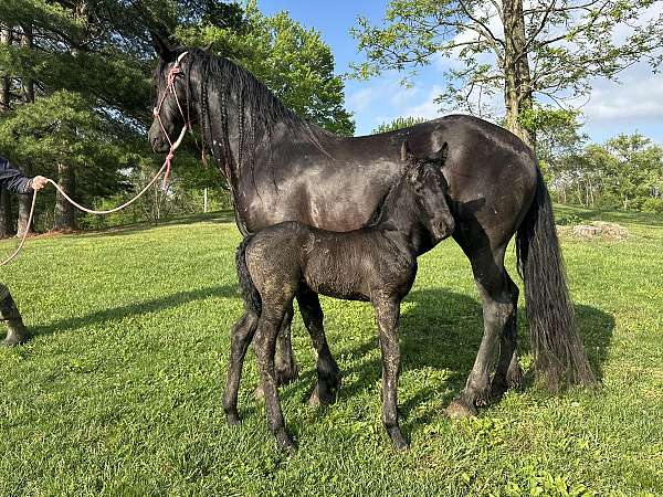 harness-sporthorse-mare