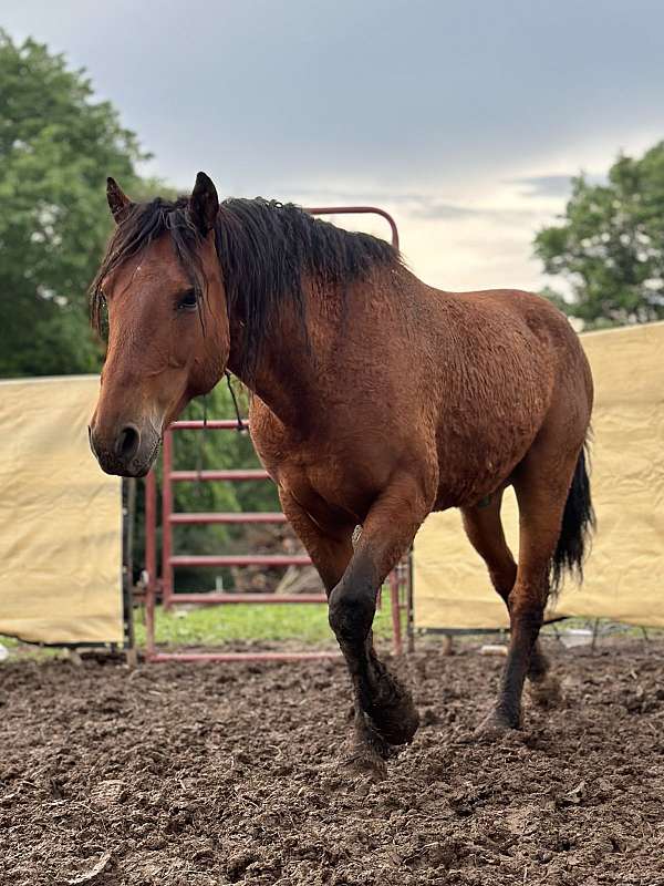 finished-curly-mustang-horse