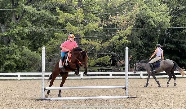 working-curly-mustang-horse