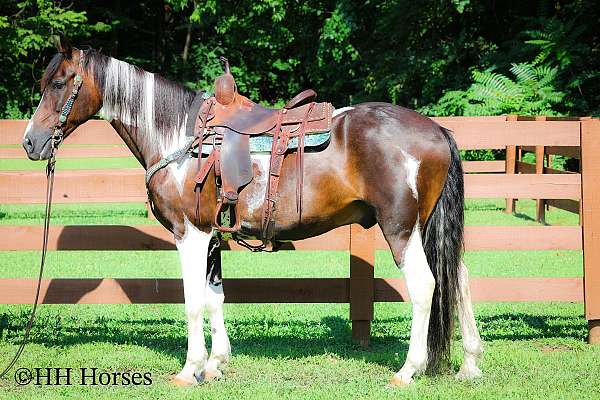all-around-spotted-saddle-horse