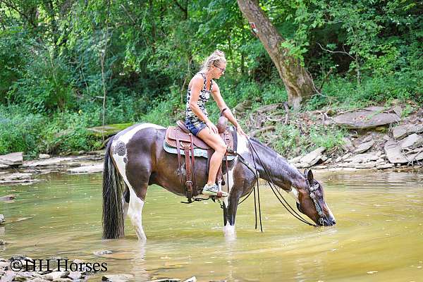 athletic-spotted-saddle-horse