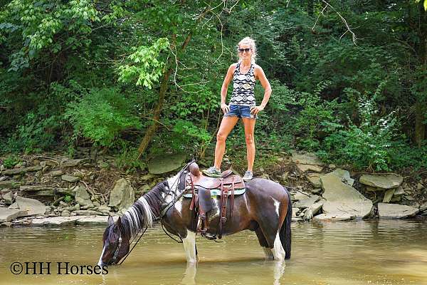 beginner-spotted-saddle-horse
