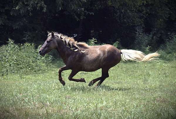 chocolate-miniature-stallion