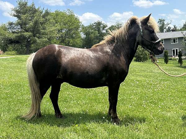 10-hand-miniature-stallion