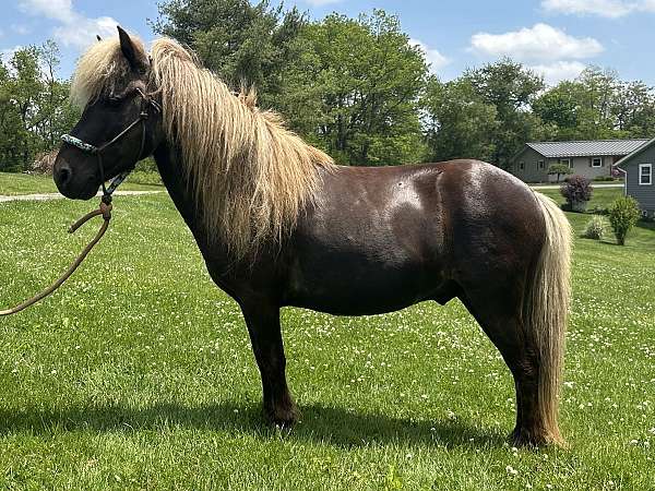 chocolate-stallion-for-sale