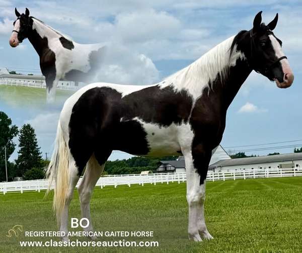 auction-american-gaited-horse