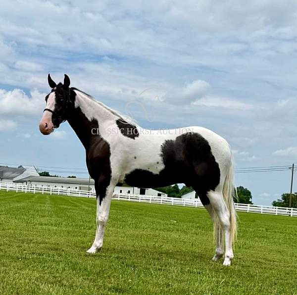 build-american-gaited-horse