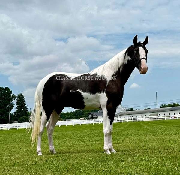 buy-american-gaited-horse
