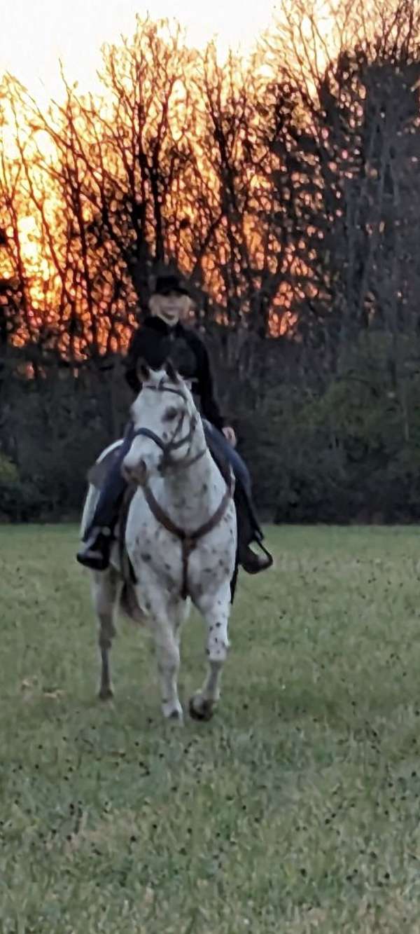 broke-horse-appaloosa