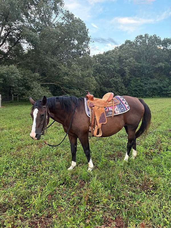 brown-white-blaze-on-nose-horse