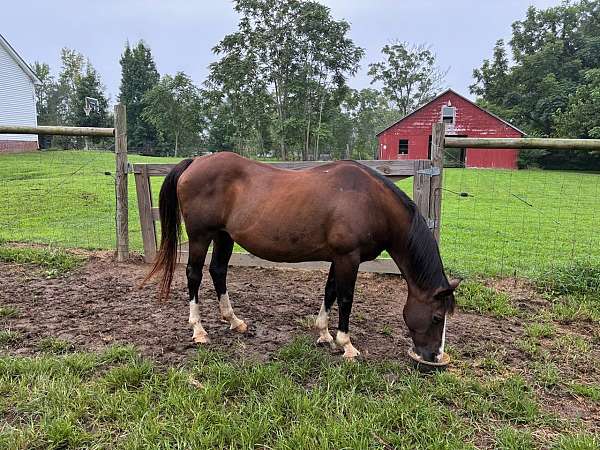 draft-quarter-horse-gelding-mare